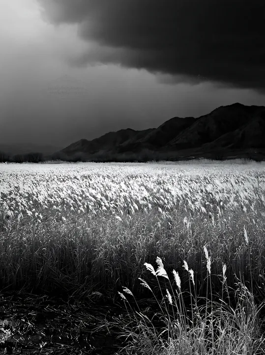 Shiga wetland meadow with reeds under dark clouds - AI-generated stock image