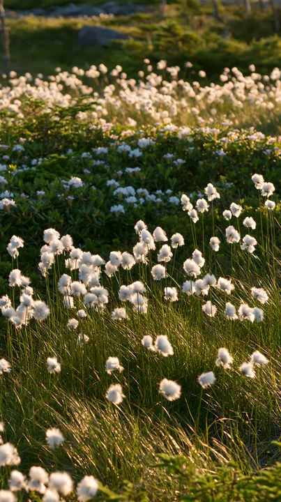 Cottongrass meadow in evening light - AI-generated stock image