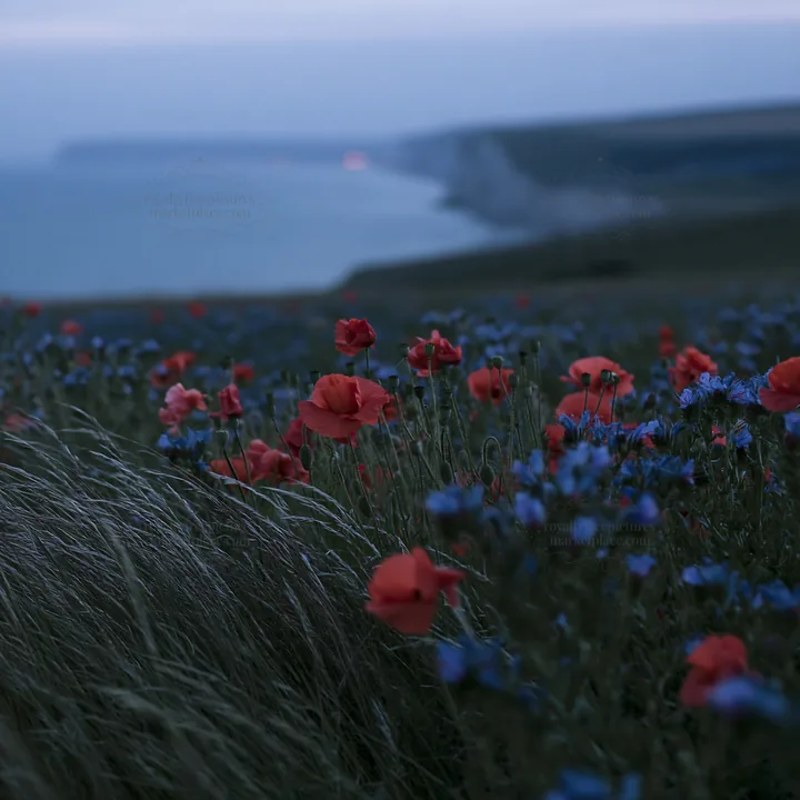 Viper's-bugloss meadow with poppies near the coast - AI-generated stock image