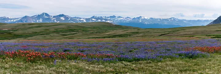 Paintbrush lupine meadow with mountains in the background - AI-generated stock image