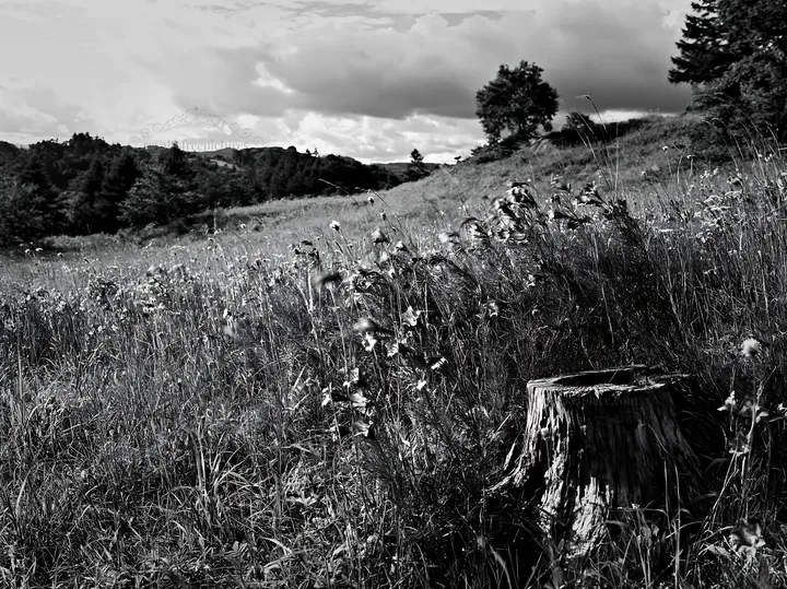 Fukushima native meadow with weathered stump under cloudy sky - AI-generated stock image