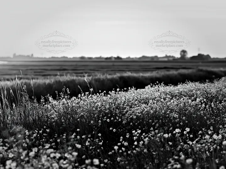 Black and white colorful buttercup meadow at sunset - AI-generated stock image