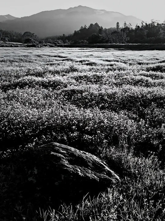 Black and white aomori climate resilient meadow with boulder - AI-generated stock image