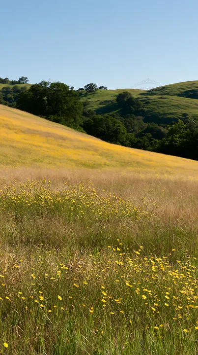 Sunny limestone meadow with warm grasses and yellow flowers - AI-generated stock image