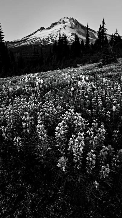 Colorful lupine meadow with mountain in the background - AI-generated stock image