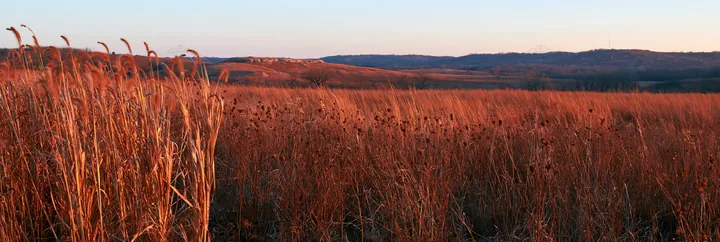 Meadow seedheads backlit at dusk in a rural setting - AI-generated stock image