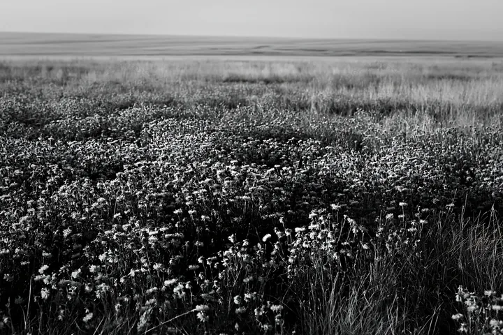 Violet knapweed meadow in black and white landscape - AI-generated stock image