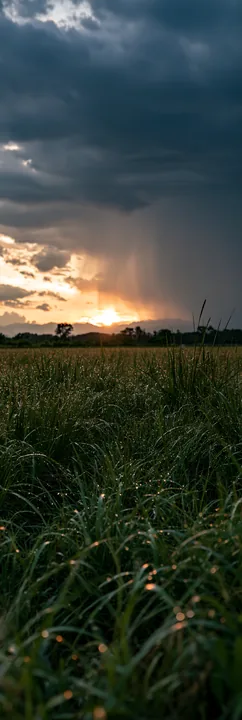 Niigata floodplain restoration meadow dew foreground - AI-generated stock image