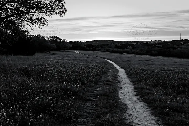 Bluebonnet meadow at sunrise with winding path - AI-generated stock image