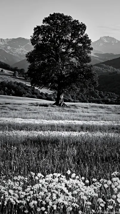 Meadow near Pyrenees mountains with a large tree - AI-generated stock image