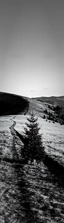 Evergreen tree on a hillside with a winding path - AI-generated stock image