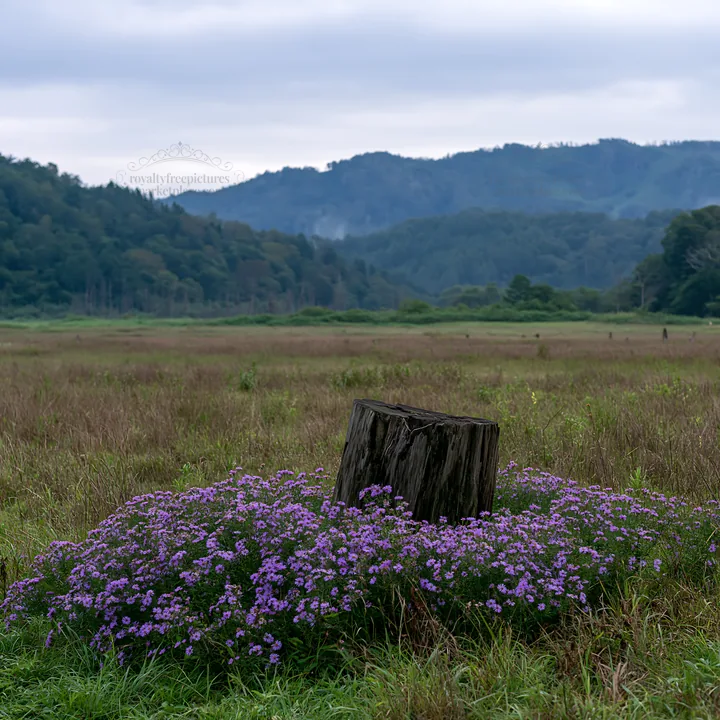 Fukushima native meadow with weathered stump - AI-generated stock image
