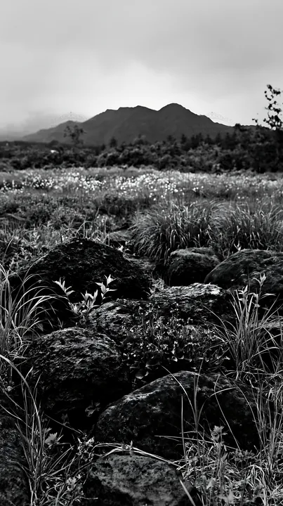 Black and white yamanashi regenerative meadow with basalt stones and wildflowers - AI-generated stock image