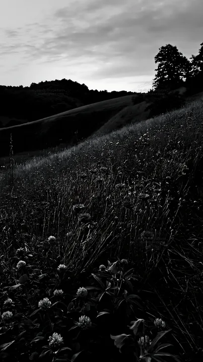 Clover and cornflower meadow under the evening sky - AI-generated stock image