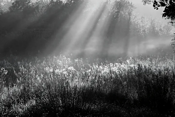 Sunlight shines on a meadow with dew - AI-generated stock image