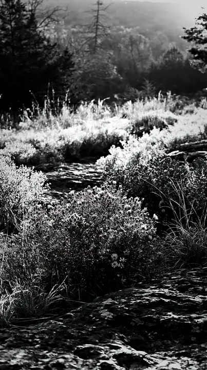 Black and white colorful aster meadow with sunlight filtering through the scene - AI-generated stock image