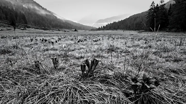 Swiss alpine meadow landscape under cloudy sky - AI-generated stock image