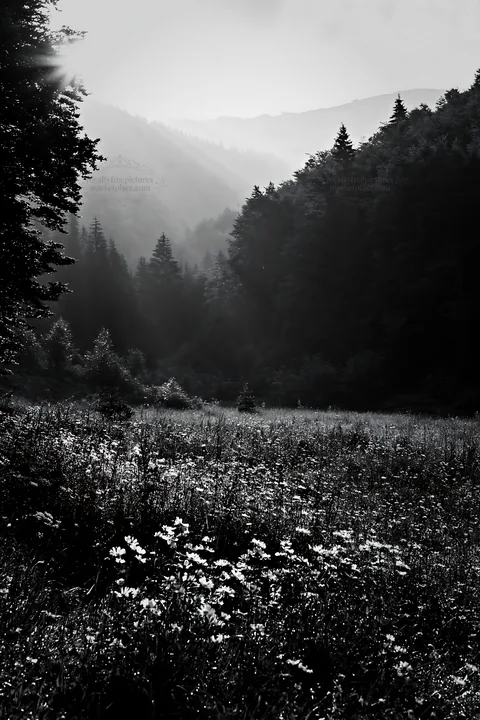 Light rays shine through Bucegi Mountains meadow - AI-generated stock image