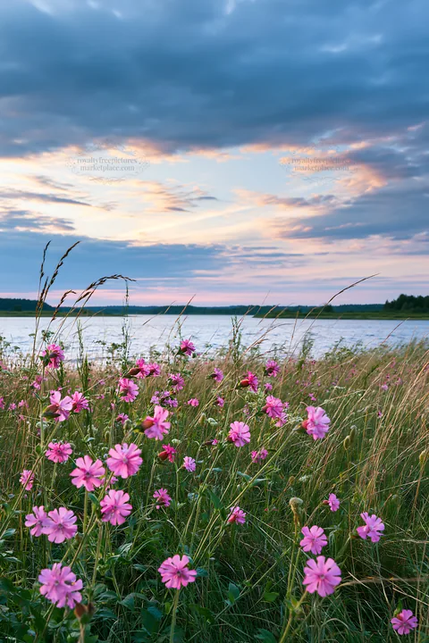 German lakeside meadow with flowers and cloudy sky - AI-generated stock image