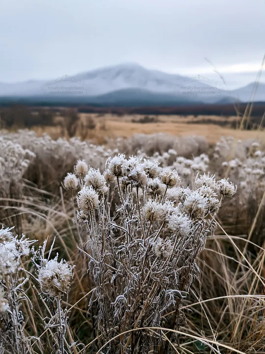 Frosted seedheads in a meadow with mountains in the background - AI-generated stock image