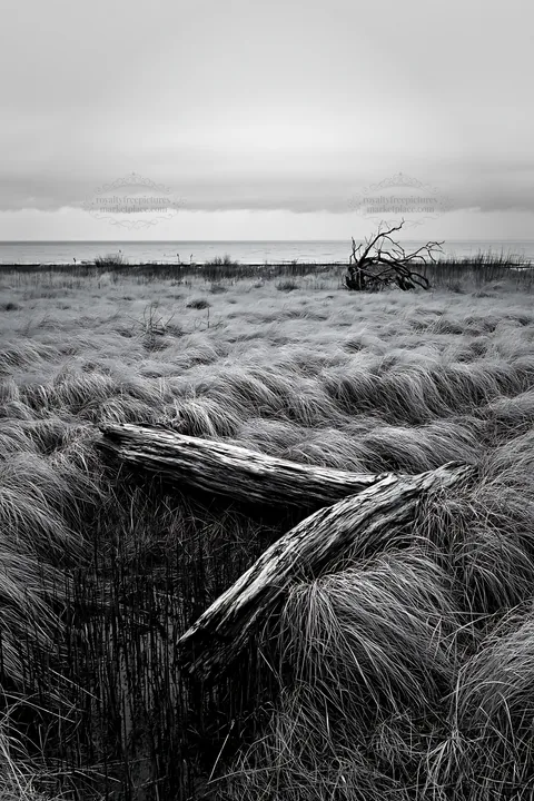 Black and white ishikawa coastal meadow storm washed driftwood among grass - AI-generated stock image