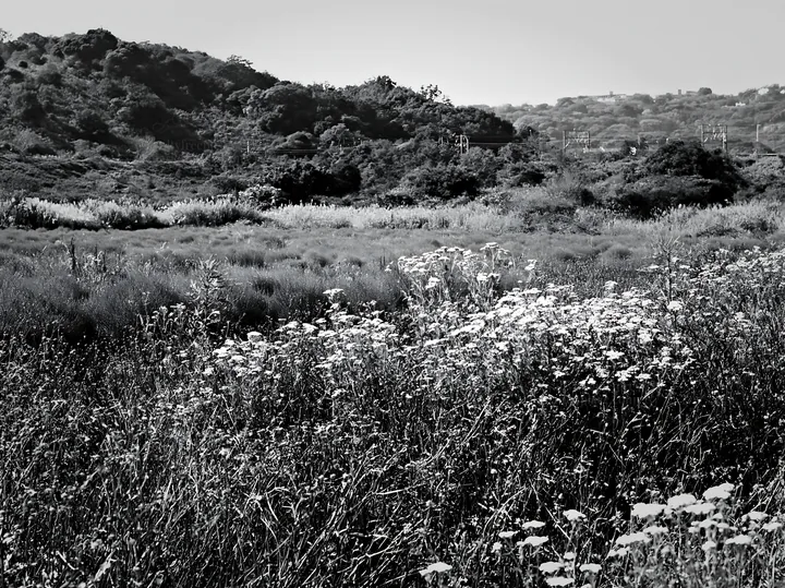 Black and white tokyo urban biodiversity meadow with seedheads and wildflowers - AI-generated stock image