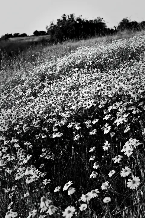 Black and white chamomile meadow for wellness campaign - AI-generated stock image