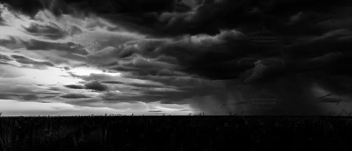 Black and white biodiverse meadow under a cloudy sky at sunset - AI-generated stock image