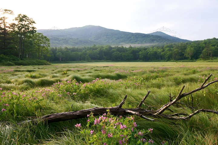 Yamagata rewilded meadow with fallen branch in the foreground - AI-generated stock image