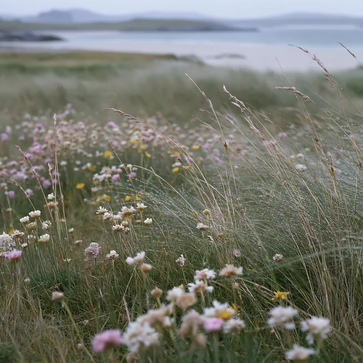 Machair beach meadow with wildflowers and coastline view - AI-generated stock image