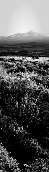 Black and white sagebrush meadow light with wildflowers in a vast landscape - AI-generated stock image