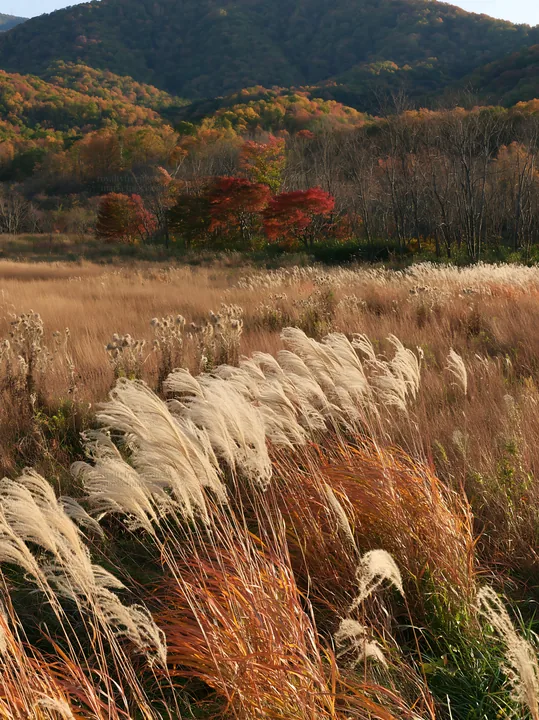 Aichi restored meadow autumn seedheads foreground captures nature - AI-generated stock image