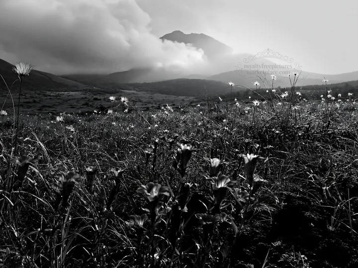 Kagoshima volcanic meadow with pugmice and clouds - AI-generated stock image