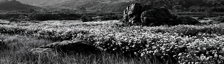 Black and white aomori climate resilient meadow with boulder - AI-generated stock image