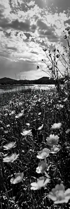 Lakeside meadow with flowers and water in Germany - AI-generated stock image