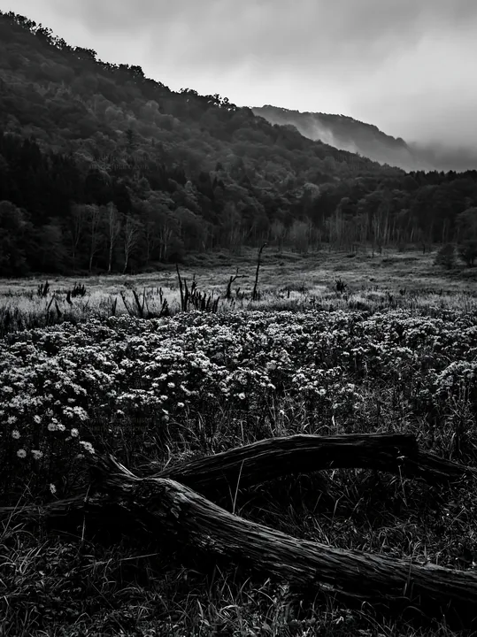 Black and white yamagata rewilded meadow fallen branch foreground - AI-generated stock image