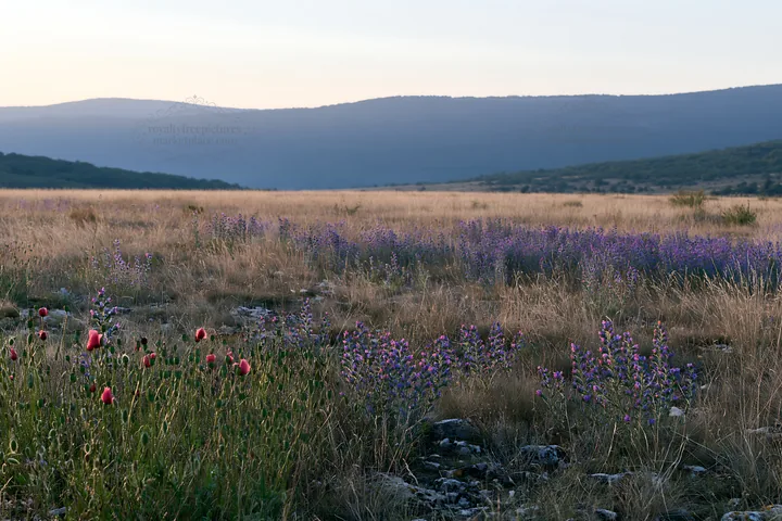 Poppy and larkspur meadow under evening light - AI-generated stock image