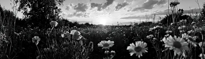 Apple tree meadow at dusk with lanterns and soil health - AI-generated stock image