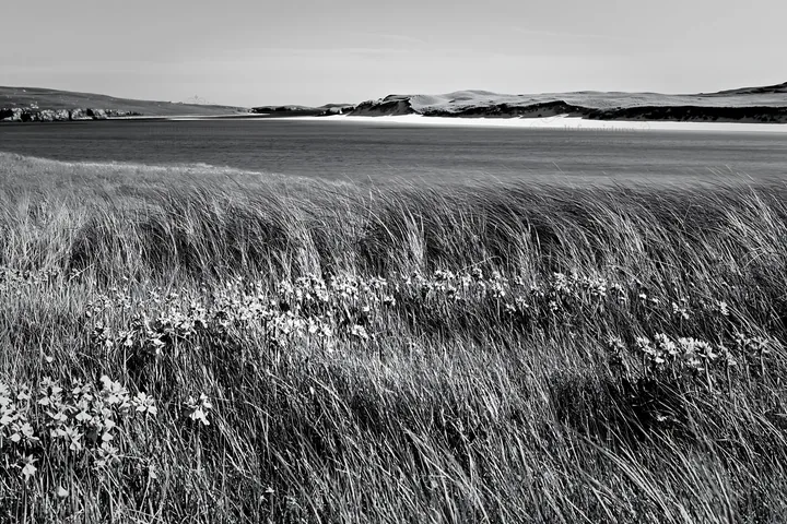 Black and white colorful orchid meadow near a calm blue ocean - AI-generated stock image