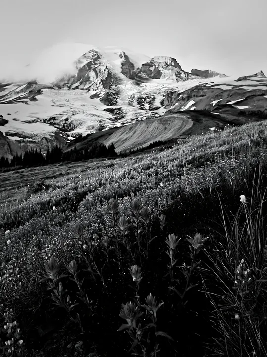 Mount Rainier lupine meadow with mountain in background - AI-generated stock image