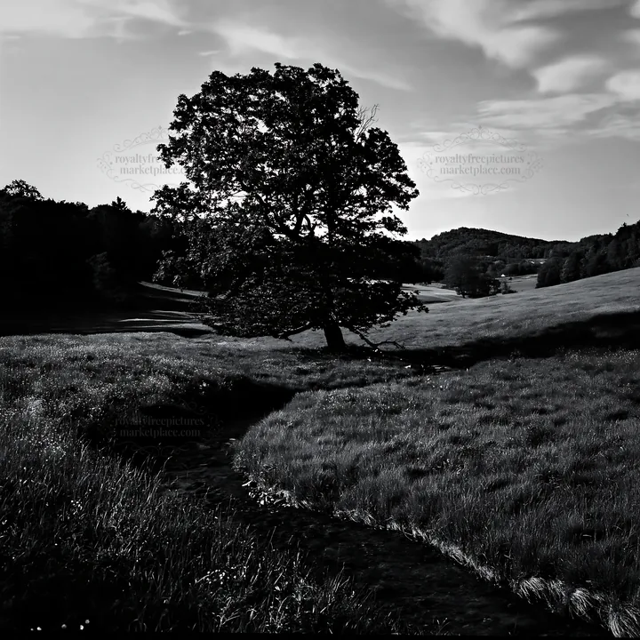 High contrast meadow with watercourse and tree - AI-generated stock image