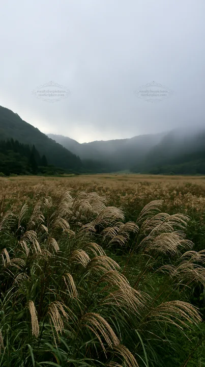 Iwate rain refreshed meadow seedhead foreground - AI-generated stock image