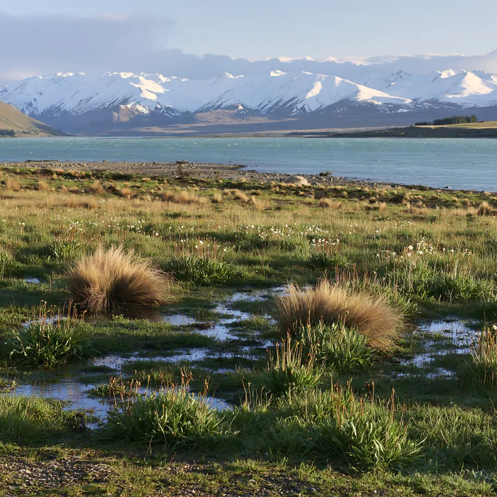 Lake Tekapo meadow near snowy alps with water and grass - AI-generated stock image