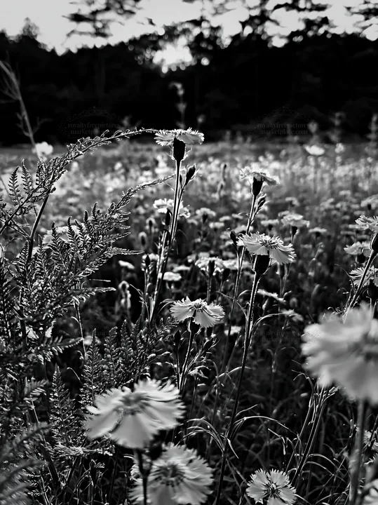 Black and white nara summer meadow with fern foreground - AI-generated stock image