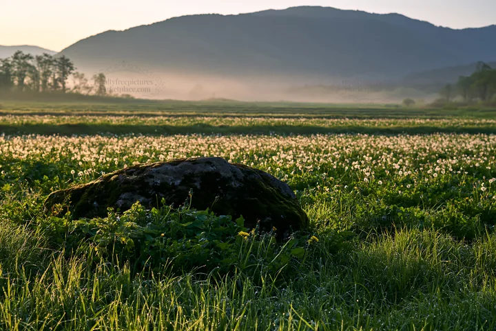 Miyagi spring recovery meadow mossy stone under morning light - AI-generated stock image
