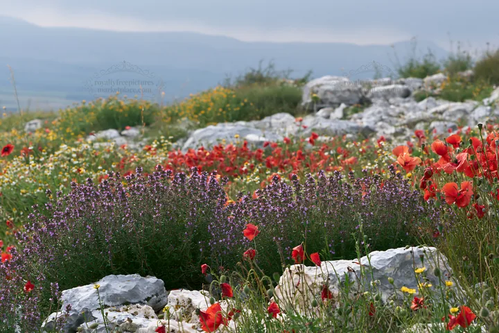 Rainwashed meadow with colorful flowers and rocky terrain - AI-generated stock image