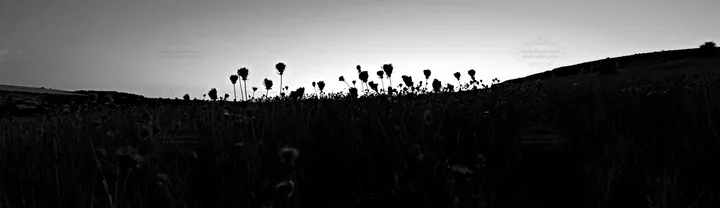 Meadow with seedheads at dusk in black and white - AI-generated stock image