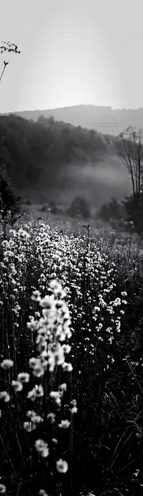 Meadow seedheads backlit at dusk in black and white - AI-generated stock image