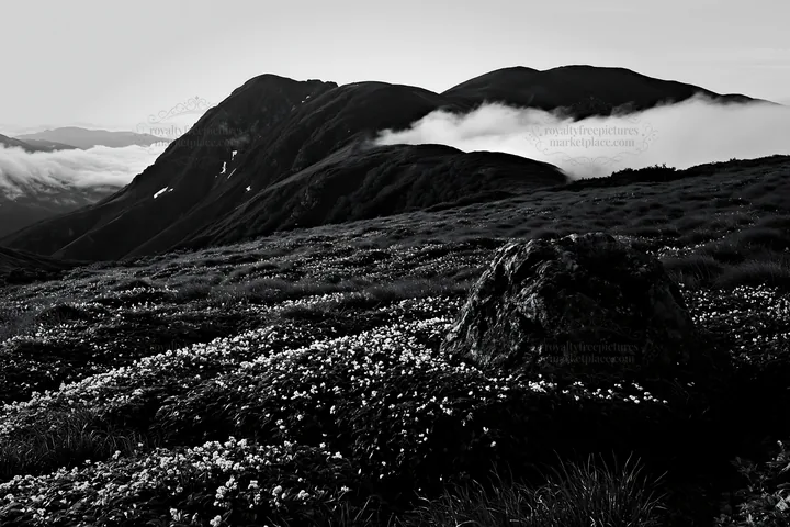 Black and white aomori climate resilient meadow with boulder enhances landscape - AI-generated stock image