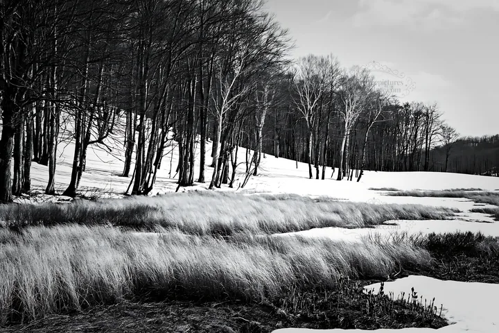 Akita meadow with snowmelt and silver grasses - AI-generated stock image